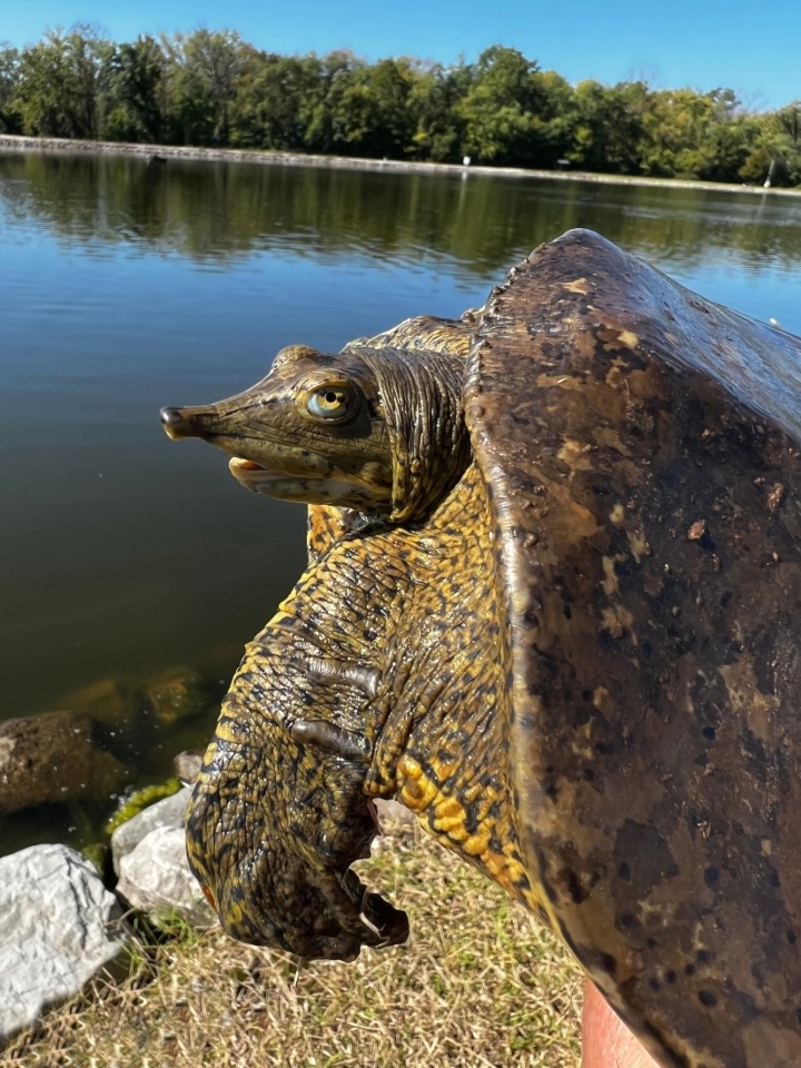 Eastern Spiny Softshell Turtle